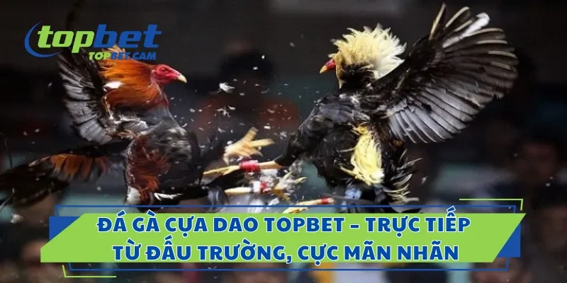 Đá Gà Cựa Dao Topbet – Trực Tiếp Từ Đấu Trường, Cực Mãn Nhãn